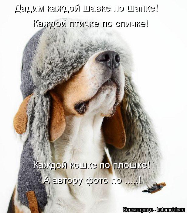 Котоматрица: Дадим каждой шавке по шапке! Каждой птичке по спичке! Каждой кошке по плошке! А автору фото по .....!