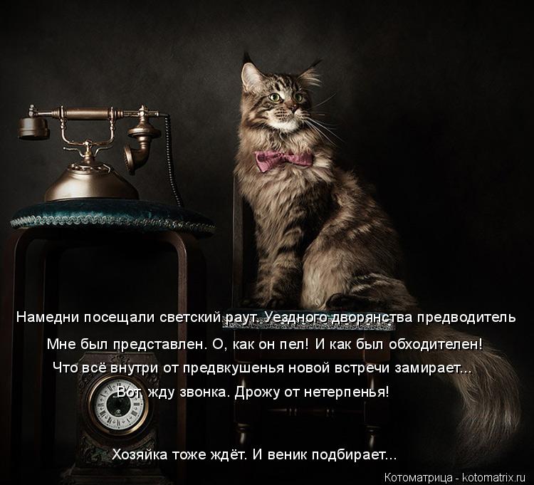 Котоматрица: Намедни посещали светский раут. Уездного дворянства предводитель Мне был представлен. О, как он пел! И как был обходителен! Что всё внутри о?