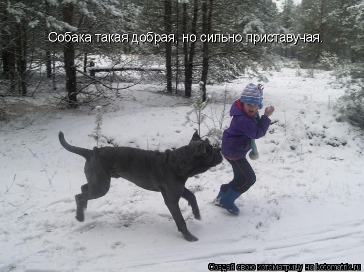 Котоматрица: Собака такая добрая, но сильно приставучая.