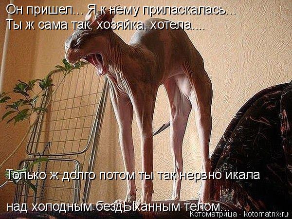 Котоматрица: Он пришел... Я к нему приласкалась... Ты ж сама так, хозяйка, хотела.... Только ж долго потом ты так нервно икала над холодным бездЫханным телом..