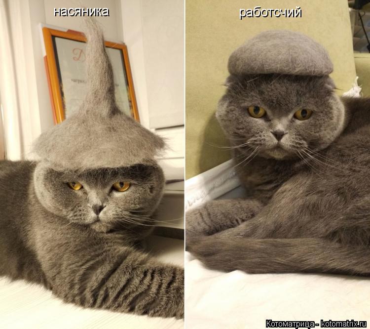 Котоматрица: насяника  работсчий