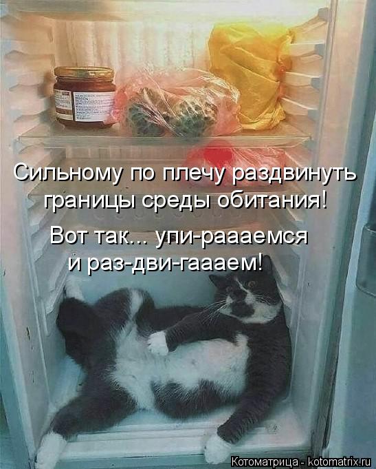 Котоматрица: Сильному по плечу раздвинуть границы среды обитания! Вот так... упи-раааемся  и раз-дви-гаааем!