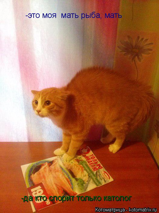 Котоматрица: -это моя  мать рыба, мать -да кто спорит только католог