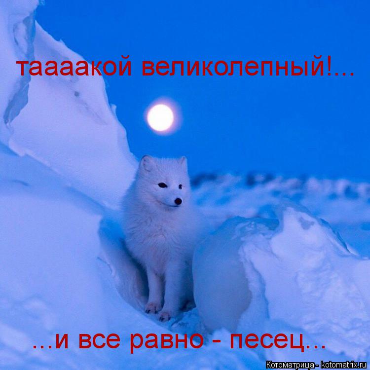 Котоматрица: таааакой великолепный!... ...и все равно - песец...