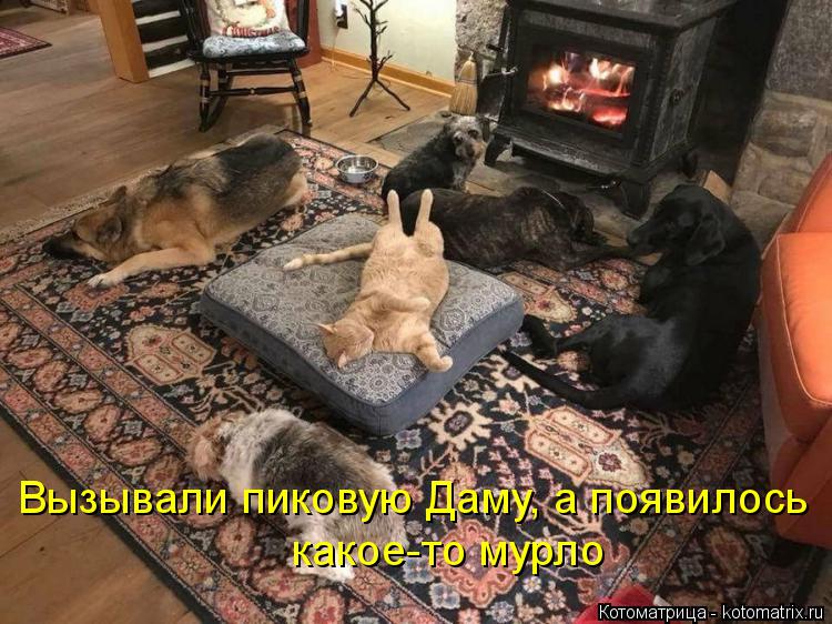 Вызывали пиковую Даму, а появилось какое-то мурло... Котоматрица: Вызывали пиковую Даму, а появилось какое-то мурло