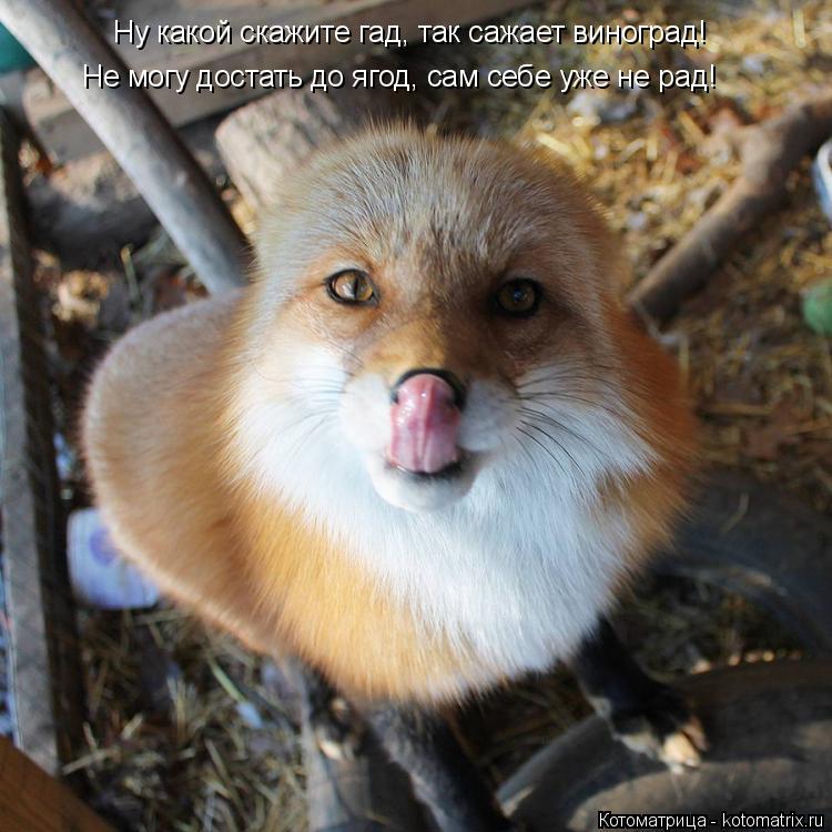 Котоматрица: Ну какой скажите гад, так сажает виноград! Не могу достать до ягод, сам себе уже не рад!