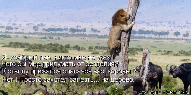 Котоматрица: Чего бы мне придумать от безделия? К стволу прижался опасаясь вас, коровы ? Я- храбрый лев, никто мне не указ ! Нет ! Просто захотел залезть... н?
