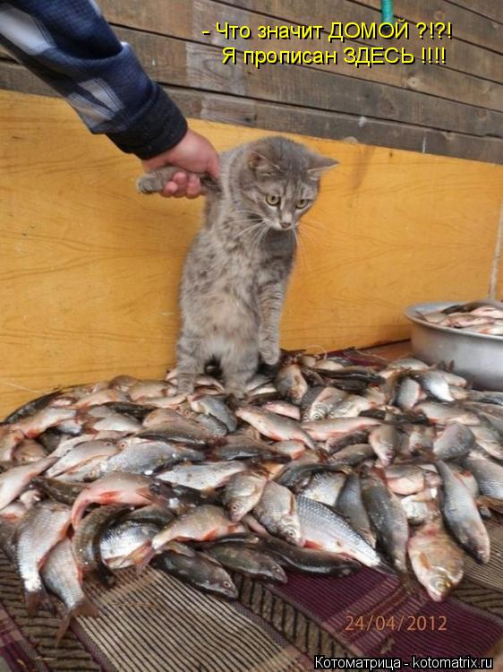 Котоматрица: - Что значит ДОМОЙ ?!?! Я прописан ЗДЕСЬ !!!!