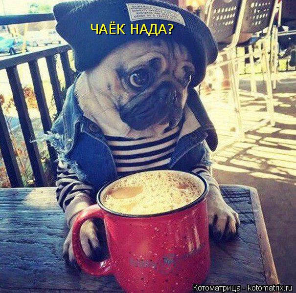 Котоматрица: ЧАЁК НАДА?