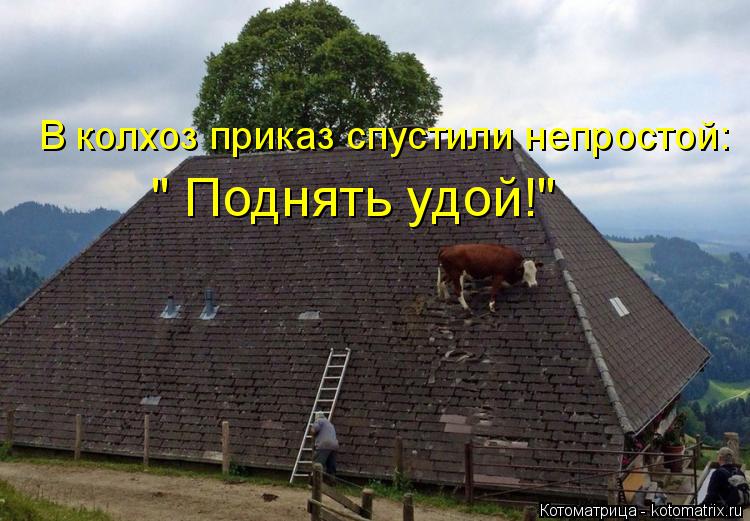 Котоматрица: В колхоз приказ спустили непростой: " Поднять удой!"
