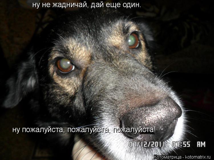 Котоматрица: ну не жадничай, дай еще один. ну пожалуйста, пожалуйста, пожалуйста!