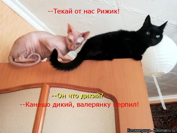 Котоматрица: --Текай от нас Рижик! --Он что дикий? --Канешо дикий, валерянку перпил!
