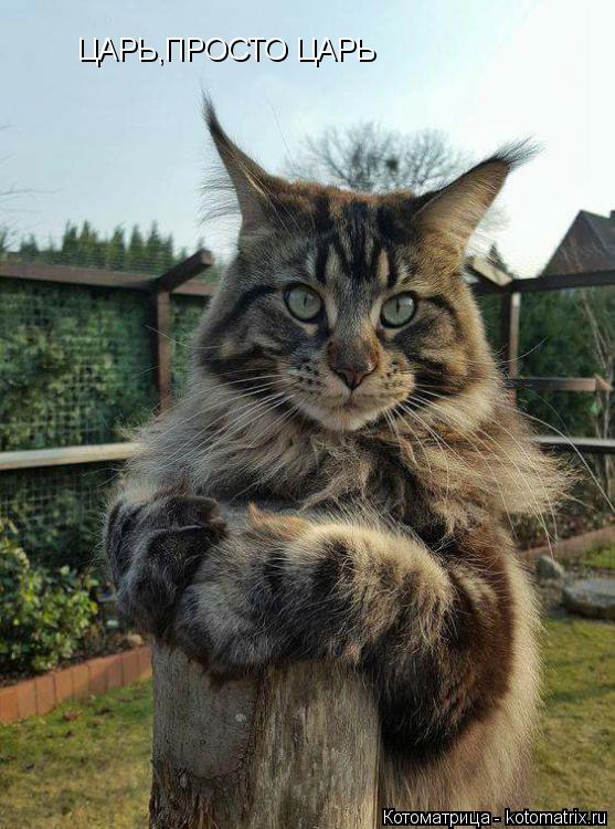 Котоматрица: ЦАРЬ,ПРОСТО ЦАРЬ