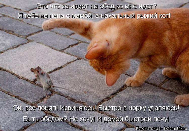 Котоматрица: Это что за идиот на обед ко мне идет? Я тебе не папа с мамой, а нахальный рыжий кот! Ой, все понял! Извиняюсь! Быстро в норку удаляюсь! Быть обед