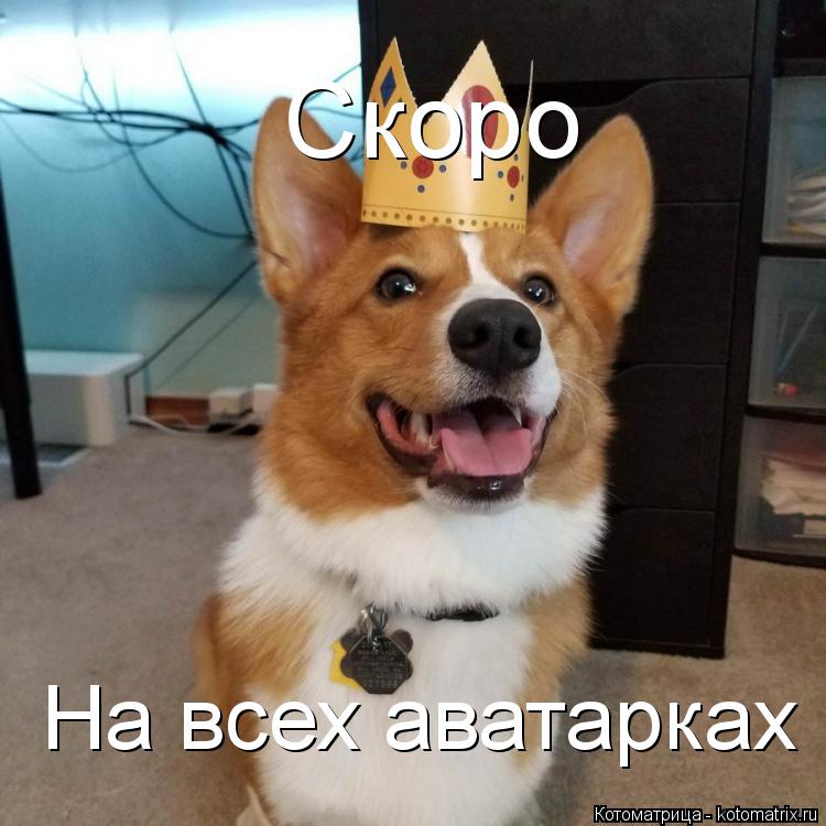 Котоматрица: Скоро На всех аватарках
