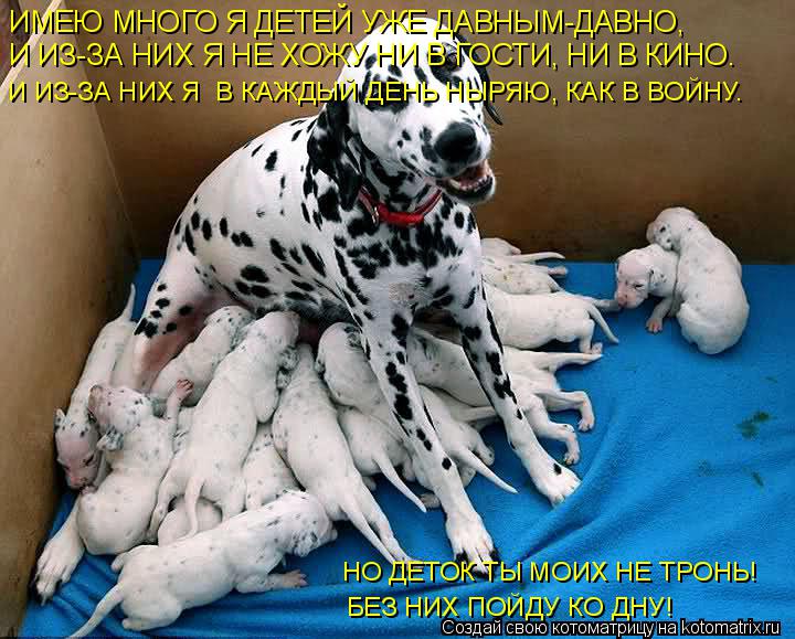 Котоматрица: ИМЕЮ МНОГО Я ДЕТЕЙ УЖЕ ДАВНЫМ-ДАВНО,  И ИЗ-ЗА НИХ Я НЕ ХОЖУ НИ В ГОСТИ, НИ В КИНО. И ИЗ-ЗА НИХ Я  В КАЖДЫЙ ДЕНЬ НЫРЯЮ, КАК В ВОЙНУ. НО ДЕТОК ТЫ МОИХ 