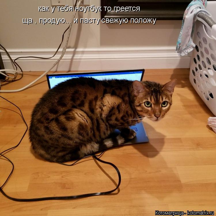 Котоматрица: как у тебя ноутбук то греется ща , продую... и пасту свежую положу