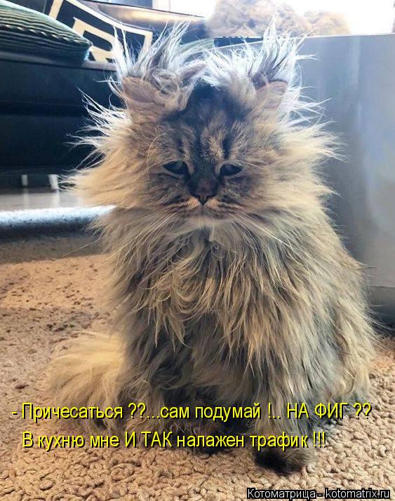 - Причесаться ??...сам подумай !.. НА ФИГ ?? В кухню мне И ТАК налажен трафик !!!... Котоматрица: - Причесаться ??...сам подумай !.. НА ФИГ ?? В кухню мне И ТАК налажен трафик !!!
