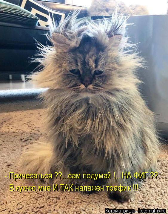 Котоматрица: - Причесаться ??...сам подумай !.. НА ФИГ ?? В кухню мне И ТАК налажен трафик !!!