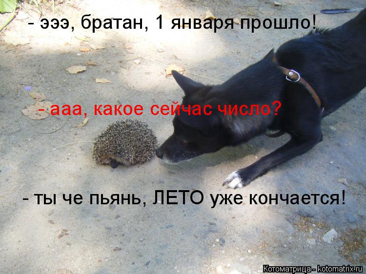 Котоматрица: - эээ, братан, 1 января прошло! - ты че пьянь, ЛЕТО уже кончается! - ааа, какое сейчас число?