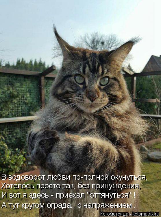 Котоматрица: В водоворот любви по-полной окунуться, Хотелось просто так, без принуждения, И вот я здесь - приехал "оттянуться" ! А тут кругом ограда...с напр