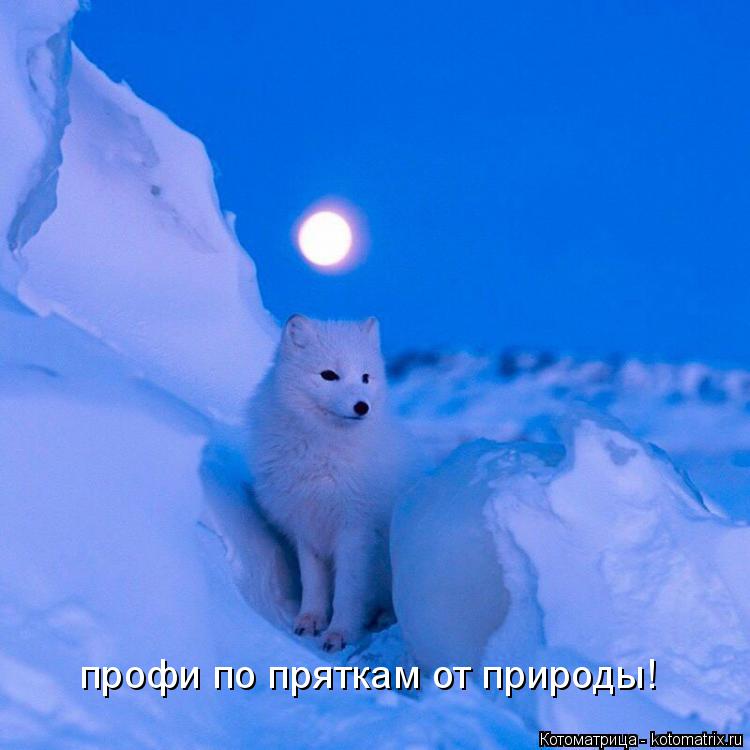 Котоматрица: профи по пряткам от природы!