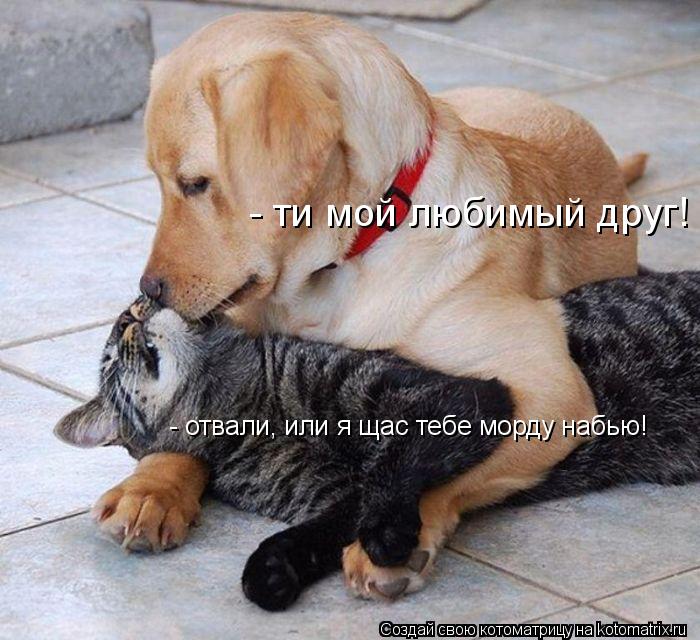 Котоматрица: - ти мой любимый друг! - отвали, или я щас тебе морду набью!