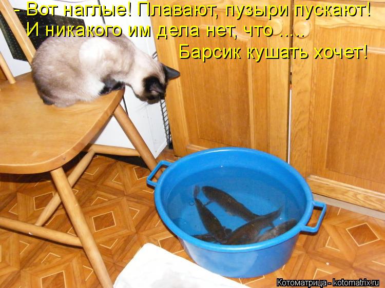 - Вот наглые! Плавают, пузыри пускают! И никакого им дела нет, что ..... Барсик кушать хочет!... Котоматрица: - Вот наглые! Плавают, пузыри пускают! И никакого им дела нет, что ..... Барсик кушать хочет!