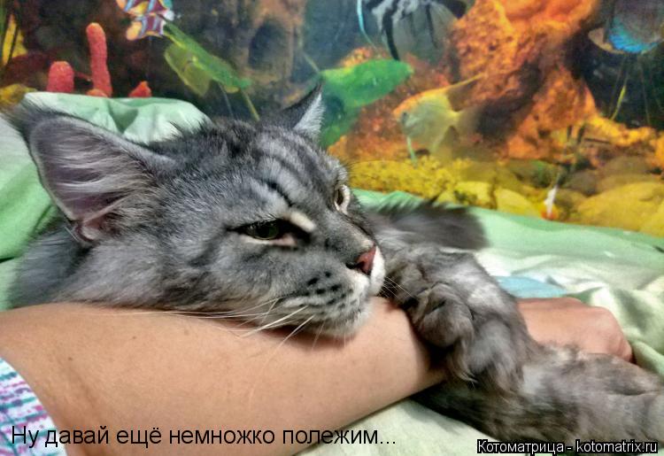 Котоматрица: Ну давай ещё немножко полежим...