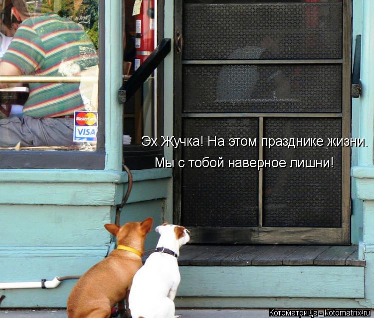 Котоматрица: Эх Жучка! На этом празднике жизни. Мы с тобой наверное лишни!