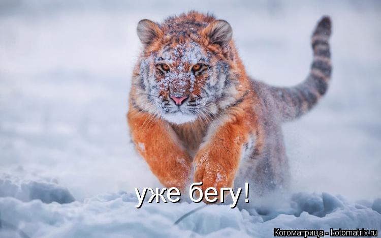 Котоматрица: уже бегу!