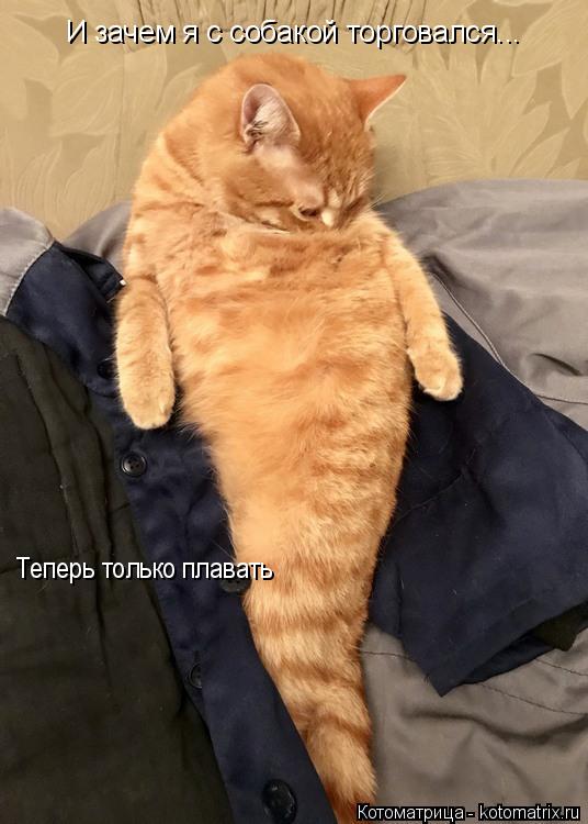 Котоматрица: И зачем я с собакой торговался... Теперь только плавать