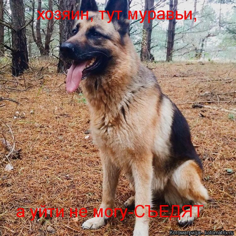 Котоматрица: хозяин, тут муравьи, а уйти не могу-СЪЕДЯТ