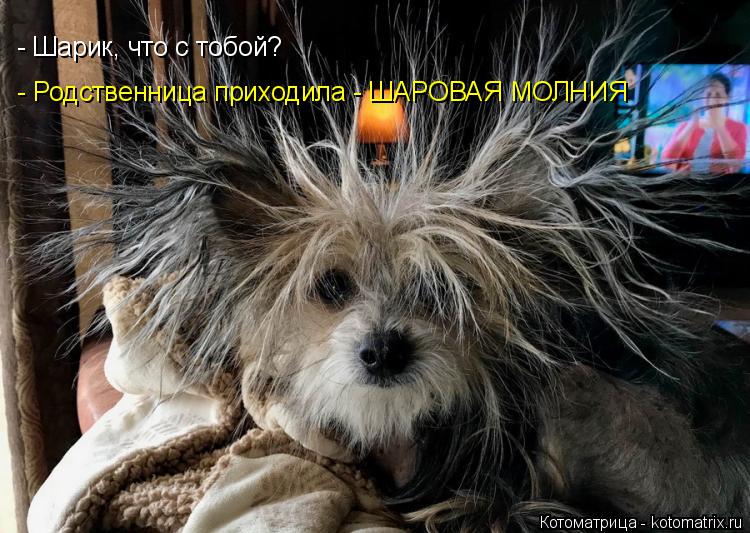 Котоматрица: - Шарик, что с тобой? - Родственница приходила - ШАРОВАЯ МОЛНИЯ
