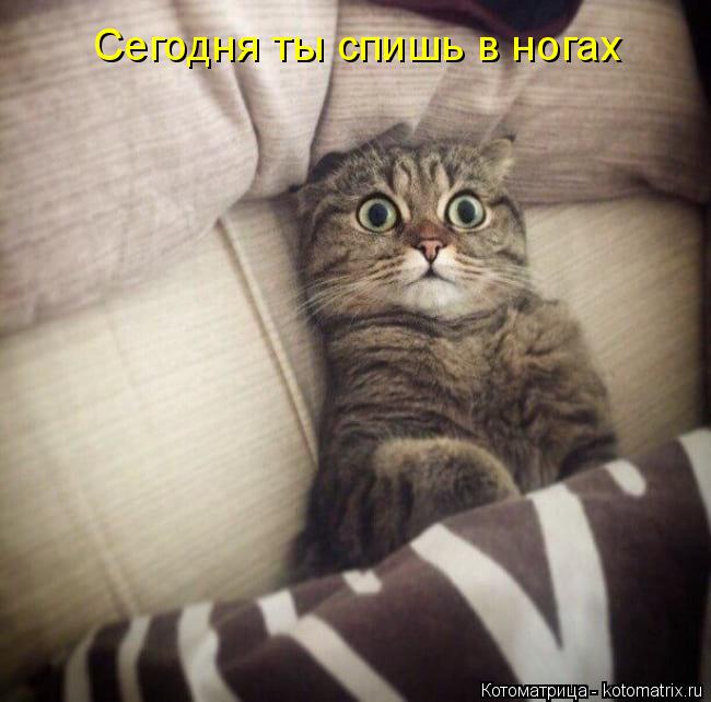 Котоматрица: Сегодня ты спишь в ногах