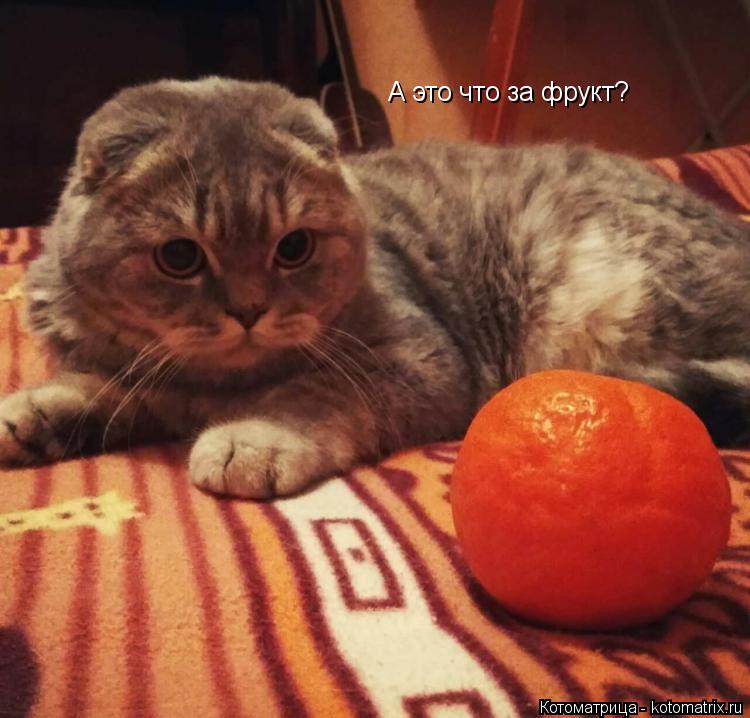 Котоматрица: А это что за фрукт?