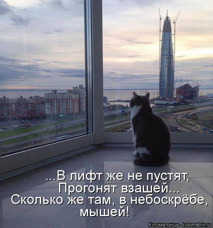 ...В лифт же не пустят, Прогонят взашей... Сколько же там, в небоскрёбе, мышей!... Котоматрица: ...В лифт же не пустят, Прогонят взашей... Сколько же там, в небоскрёбе, мышей!
