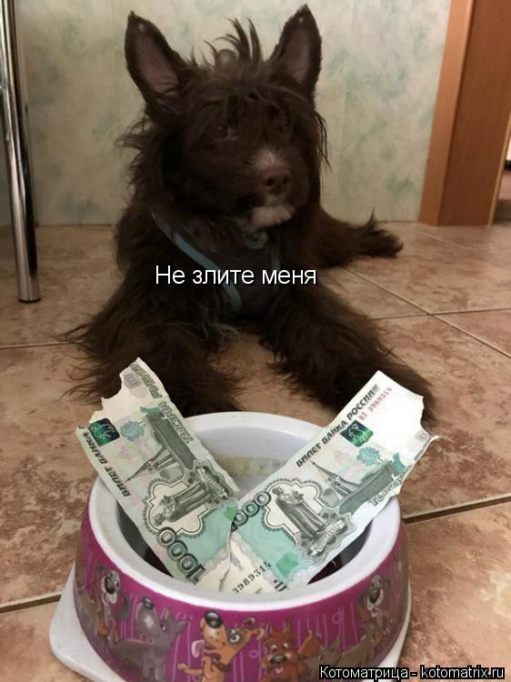 Котоматрица: Не злите меня