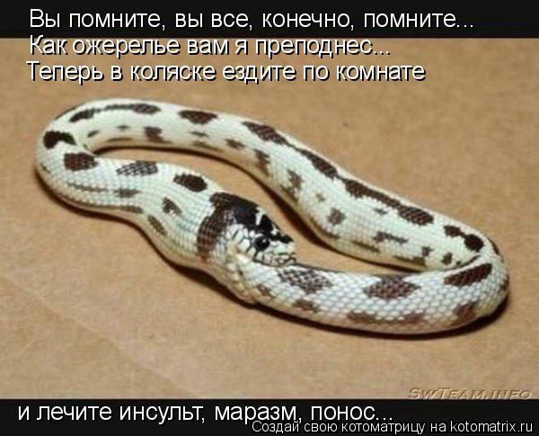 Котоматрица: Вы помните, вы все, конечно, помните... Как ожерелье вам я преподнес... Теперь в коляске ездите по комнате  и лечите инсульт, маразм, понос...