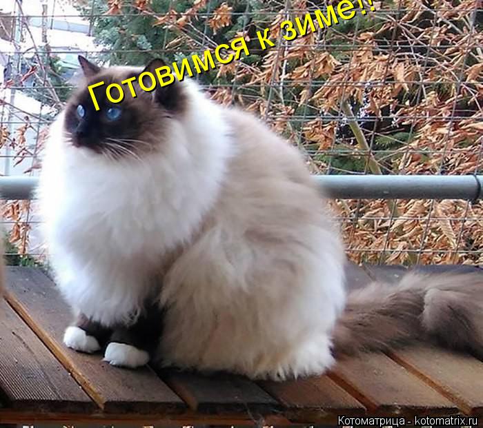 Котоматрица: Готовимся к зиме!!