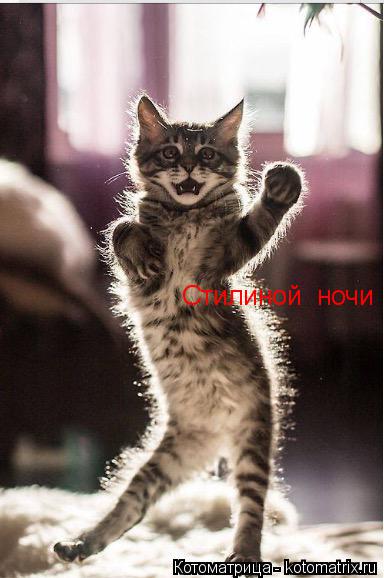Котоматрица: Стилиной  ночи !