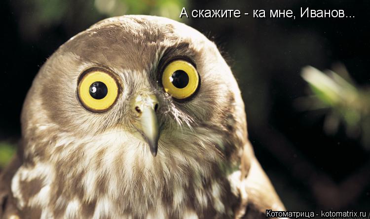 Котоматрица: А скажите - ка мне, Иванов...