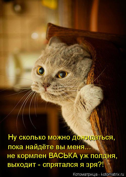 Ну сколько можно дожидаться, пока найдёте вы меня... не кормлен ВАСЬКА уж полдня, выходит - спряталс... Котоматрица: Ну сколько можно дожидаться, пока найдёте вы меня... не кормлен ВАСЬКА уж полдня, выходит - спрятался я зря?!
