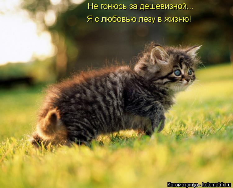 Котоматрица: Не гонюсь за дешевизной... Я с любовью лезу в жизню!