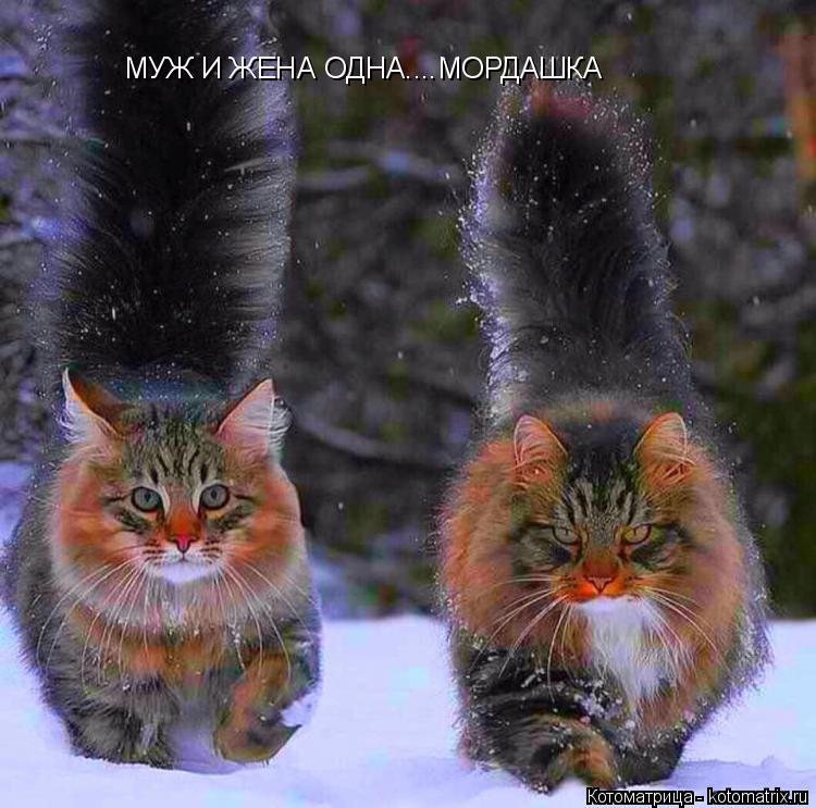 Котоматрица: МУЖ И ЖЕНА ОДНА....МОРДАШКА