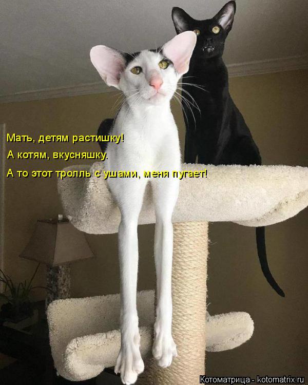 Мать, детям растишку! А котям, вкусняшку. А то этот тролль с ушами, меня пугает!... Котоматрица: Мать, детям растишку! А котям, вкусняшку. А то этот тролль с ушами, меня пугает!