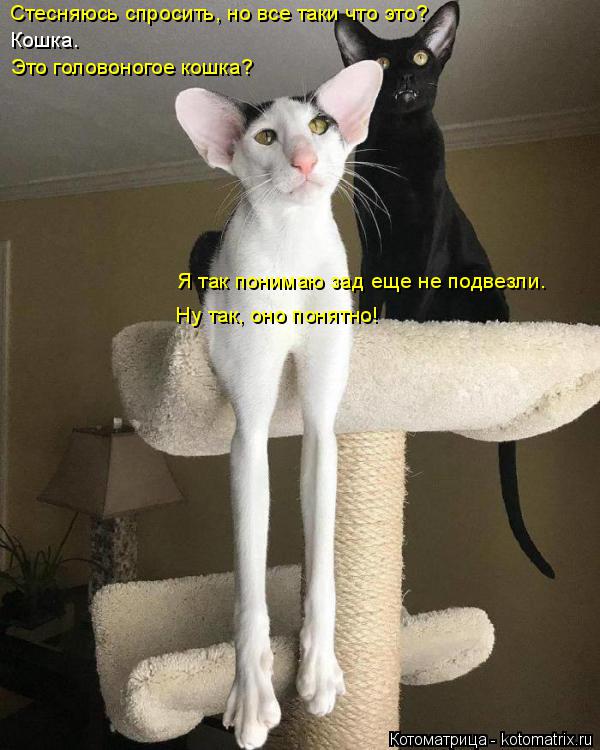 Стесняюсь спросить, но все таки что это? Кошка. Это головоногое кошка? Я так понимаю зад еще не подве... Котоматрица: Стесняюсь спросить, но все таки что это? Кошка. Это головоногое кошка? Я так понимаю зад еще не подвезли. Ну так, оно понятно!