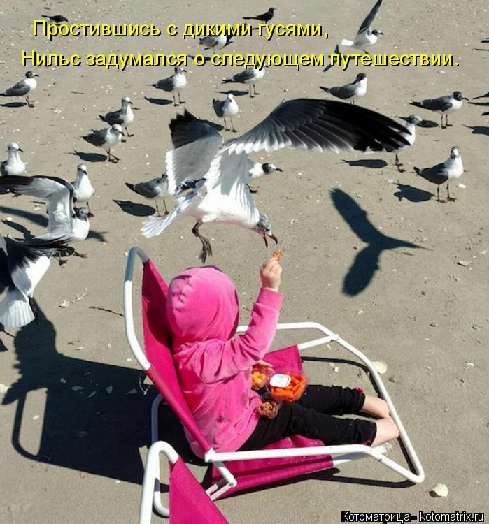 Простившись с дикими гусями, Нильс задумался о следующем путешествии.... Котоматрица: Простившись с дикими гусями, Нильс задумался о следующем путешествии.
