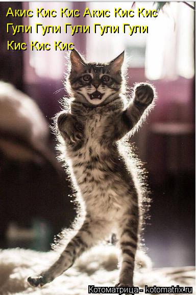 Акис Кис Кис Акис Кис Кис Гули Гули Гули Гули Гули Кис Кис Кис... Котоматрица: Акис Кис Кис Акис Кис Кис Гули Гули Гули Гули Гули Кис Кис Кис