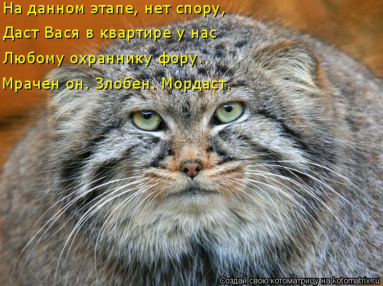 На данном этапе, нет спору, Даст Вася в квартире у нас Любому охраннику фору. Мрачен он. Злобен. Морд... Котоматрица: На данном этапе, нет спору, Даст Вася в квартире у нас Любому охраннику фору. Мрачен он. Злобен. Мордаст.